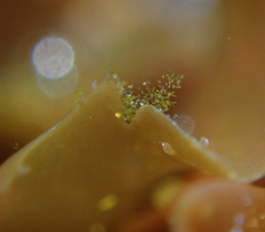 Licmophora