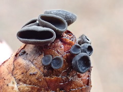 Piceomphale bulgarioides