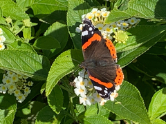 Vanessa atalanta
