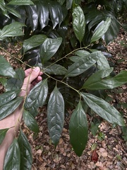 Aiouea montana