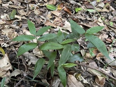 Lithachne pauciflora