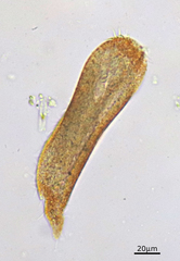 Urostylida