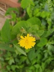Sonchus tenerrimus tenerrimus