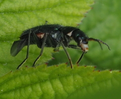 Clanoptilus geniculatus