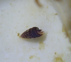 Cerithiopsidella cosmia