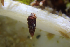 Cerithiopsidella cosmia