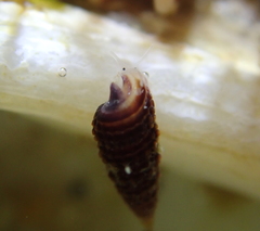 Cerithiopsidella cosmia