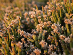 Arthraerua leubnitziae