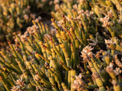 Arthraerua leubnitziae