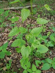Dioscorea quaternata