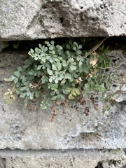 Asplenium ruta-muraria