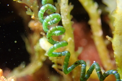 Chaetomorpha spiralis