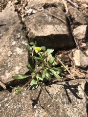 Ranunculus micranthus