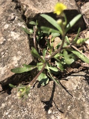 Ranunculus micranthus