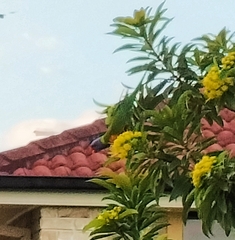 Trichoglossus moluccanus moluccanus