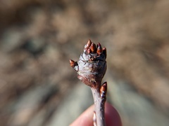 Contarinia cerasiserotinae