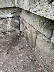 Asplenium ruta-muraria