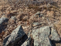 Contarinia cerasiserotinae