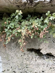 Asplenium ruta-muraria