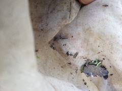 Nesophrosyne eburneola