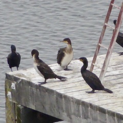 Phalacrocorax carbo