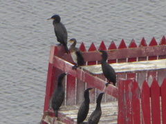 Phalacrocorax carbo