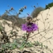 Curlyleaf Monardella - Photo (c) frankiecoburn, some rights reserved (CC BY-NC), uploaded by frankiecoburn