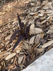 Tradescantia pallida