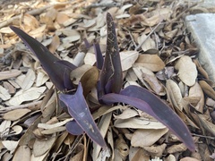 Tradescantia pallida