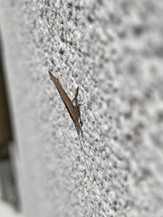 Ypsolopha mucronella