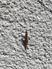 Ypsolopha mucronella