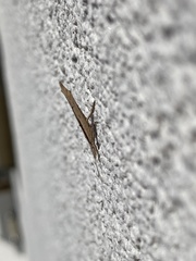 Ypsolopha mucronella