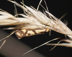 Palimmeces poecilella