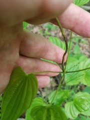 Dioscorea quaternata