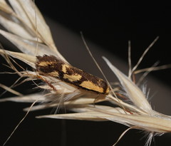 Palimmeces poecilella