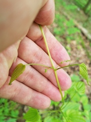 Dioscorea quaternata