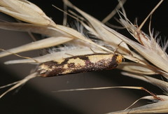 Palimmeces poecilella