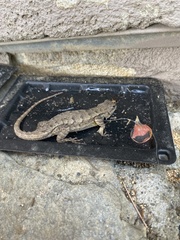 Sceloporus occidentalis