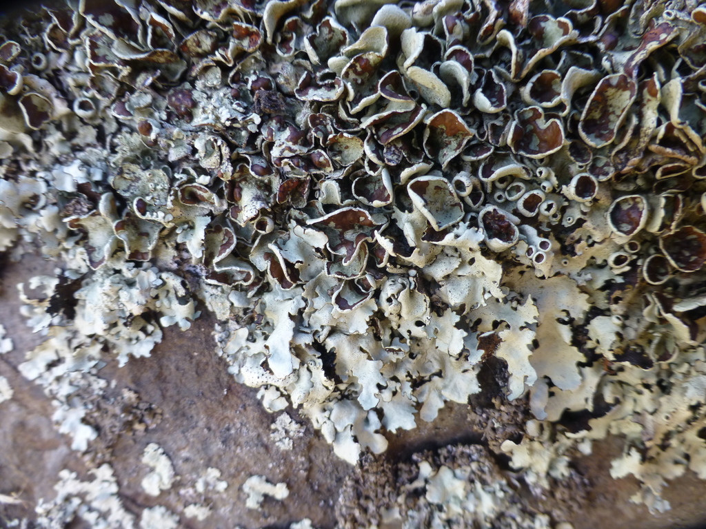 Xanthoparmelia arapilensis