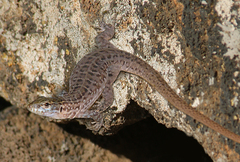 Gallotia bravoana