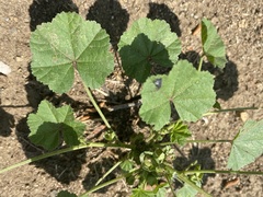 Malva parviflora
