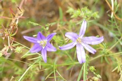 Brodiaea elegans hooveri
