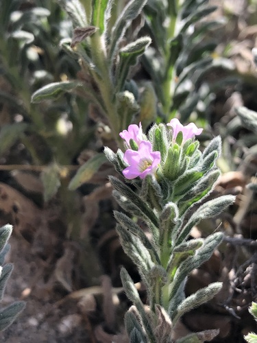 Bristly nama (Nama hispida)