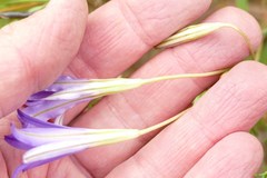 Brodiaea elegans hooveri