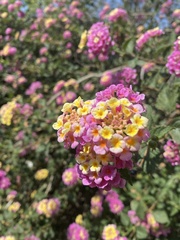 Lantana