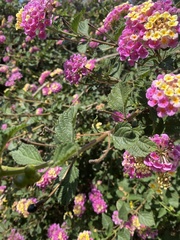 Lantana