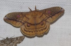 Opodiphthera rhythmica