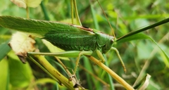 Tettigonia viridissima