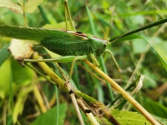 Tettigonia viridissima