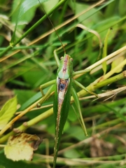 Tettigonia viridissima